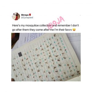 Lady flaunts her impressive mosquito collection