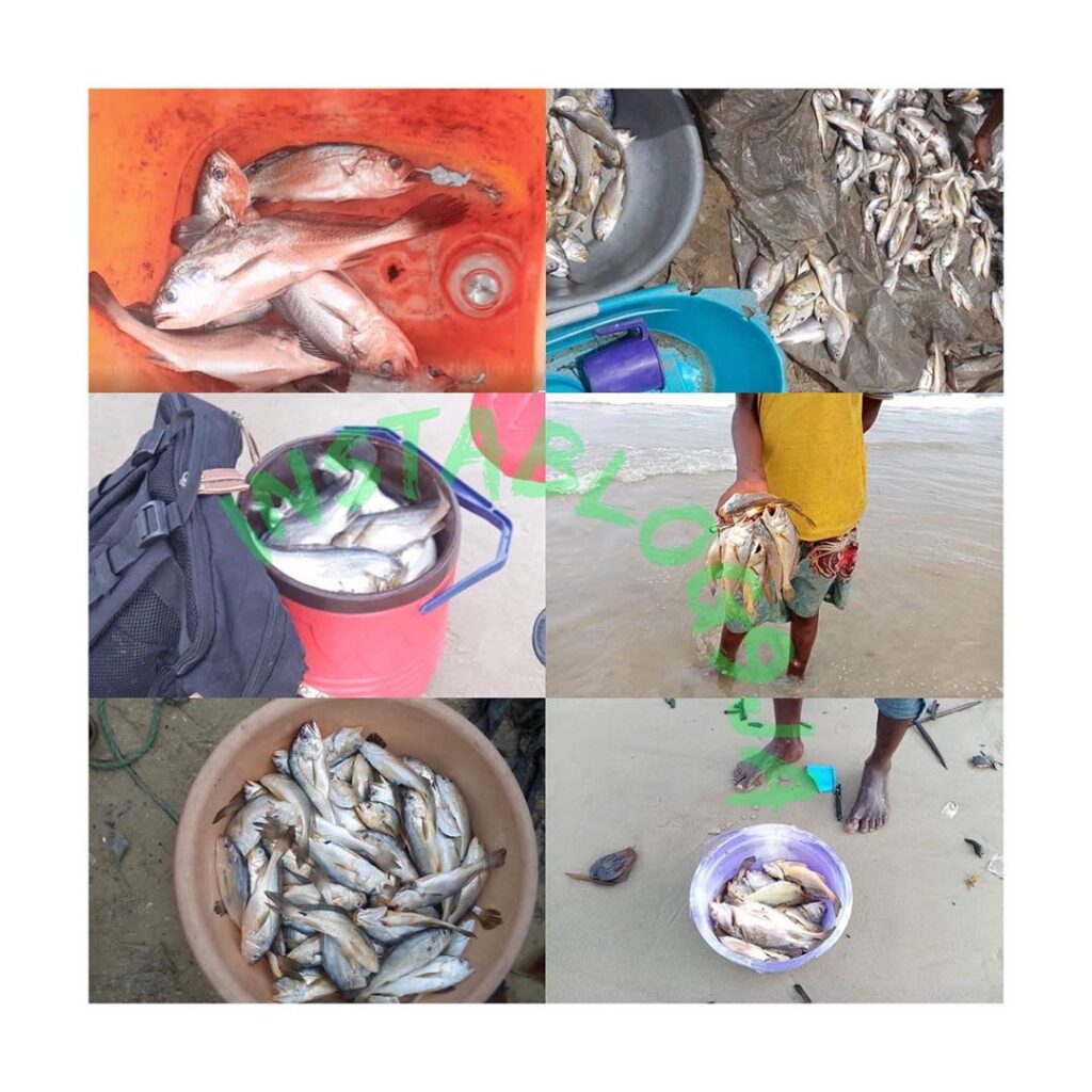 Thousands Of Fishes Die In Rivers State
