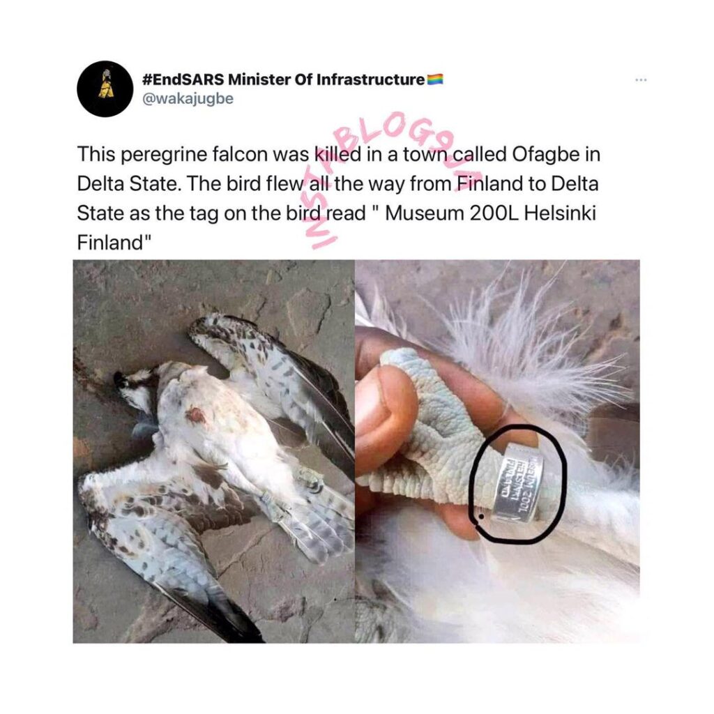 Falcon which flew in from Finland, murdered in Delta State