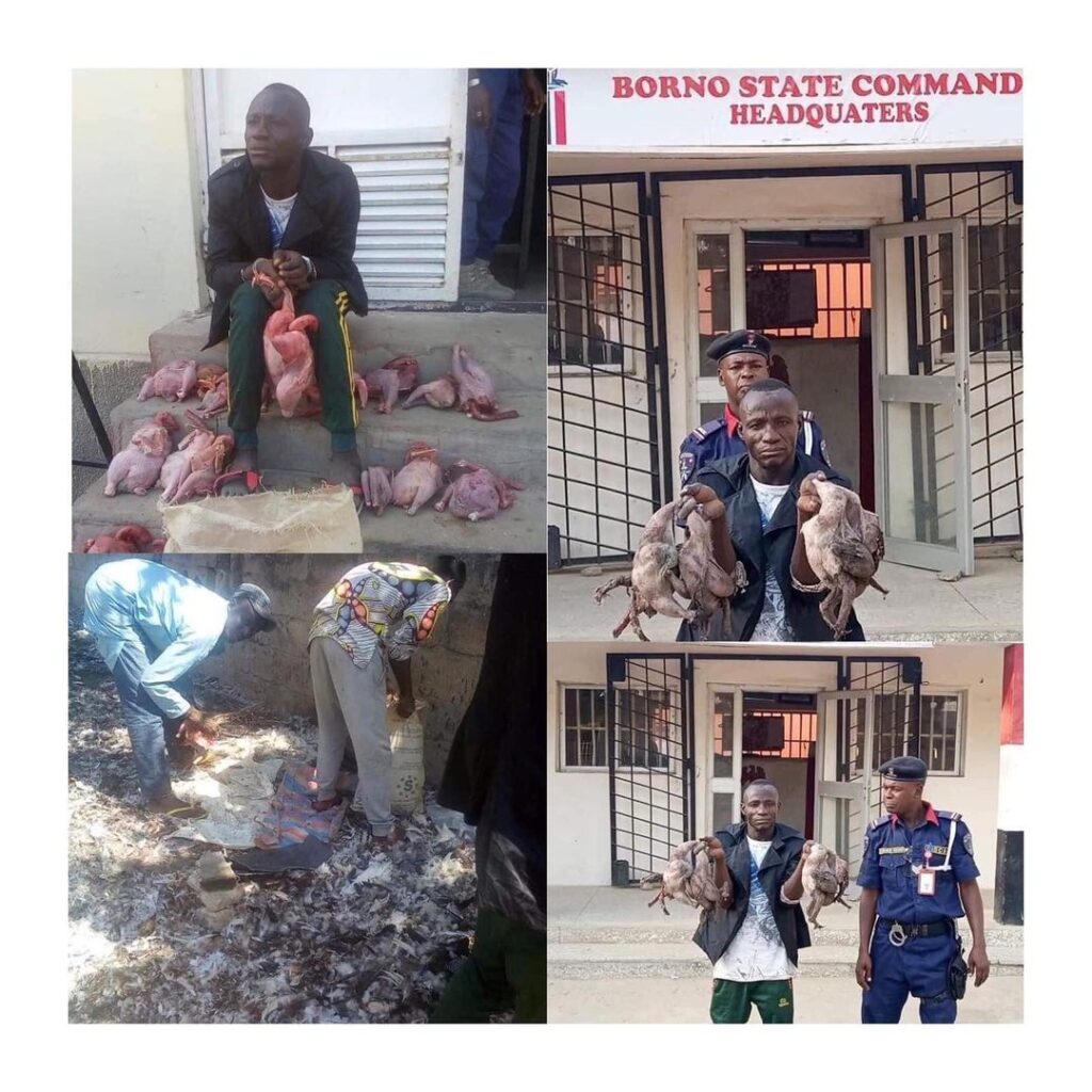NSCDC parades man who sold dead and disposed poultry meat for 6 years in Borno State [Swipe]