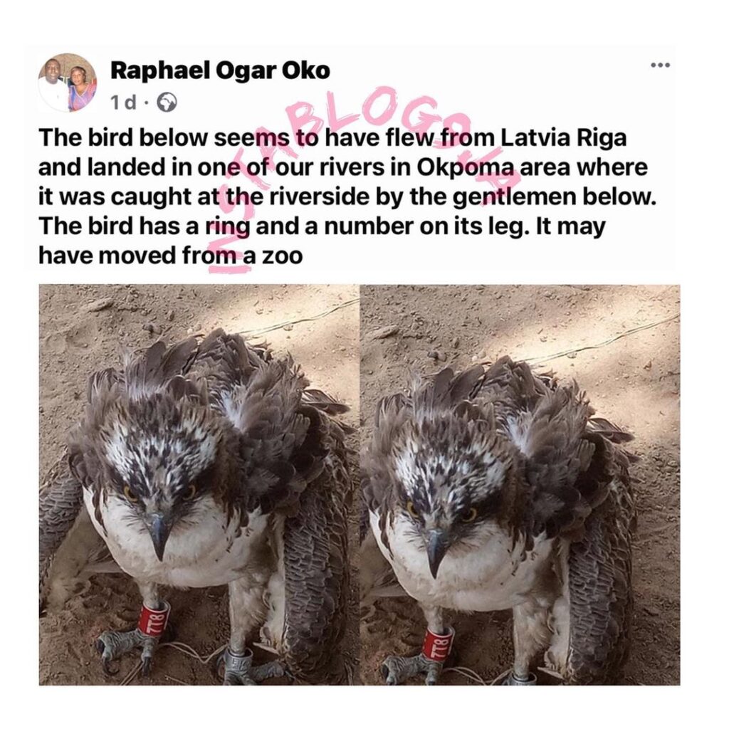 Bird suspected to belong to an European zoo, caught in Cross River State