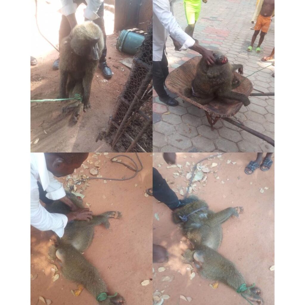 Baboon arrested for assaulting and leaving a 13-yr-old girl hospitalized in Anambra