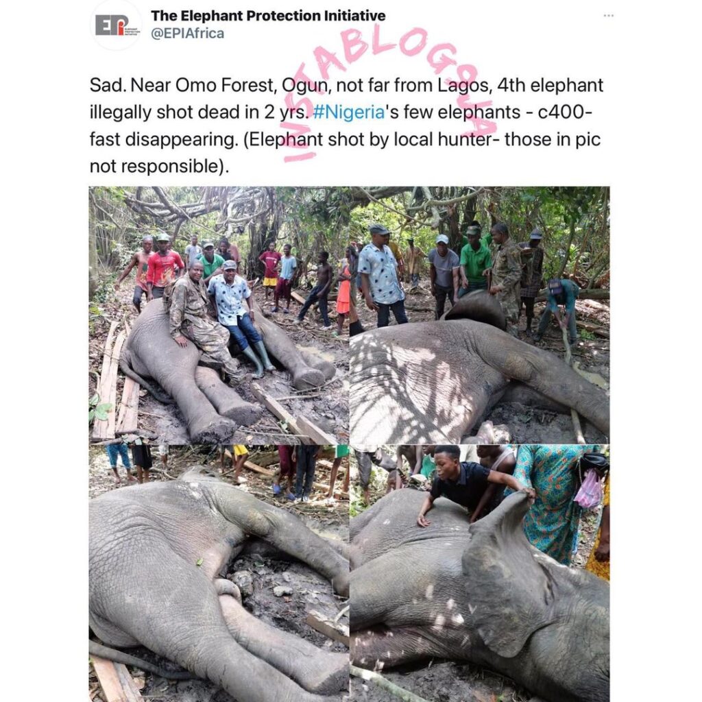 Deep concern as the fourth elephant is shot dead inside Omo forest, Ogun State, in two years [Swipe]