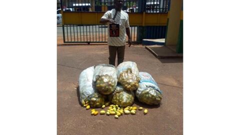Man poisons 143 bags of garden eggs in Enugu