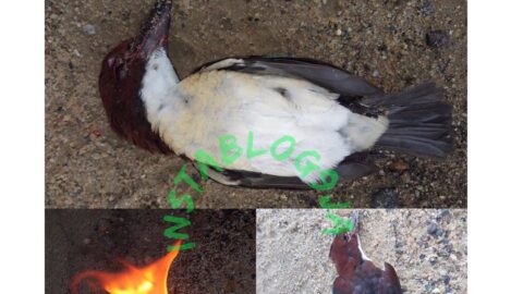 For disturbing Pastor Kingsley’s peace, bird suffers death by Holy Ghost fire [Swipe]