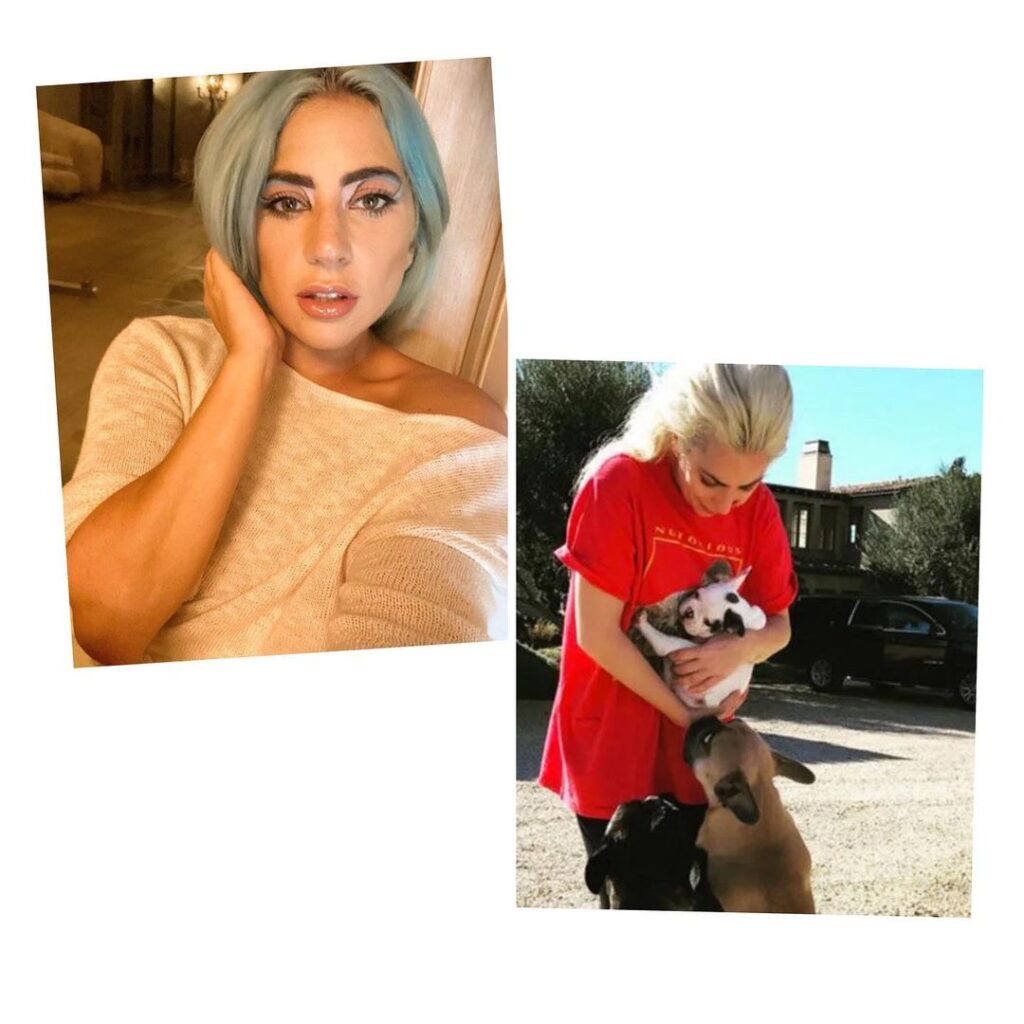 Singer Lady Gaga offers $500,000 for the return of her stolen dogs