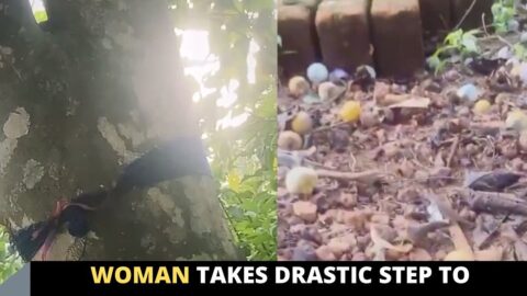 Woman takes drastic step to prevent students from plucking her oranges in Nsukka, Enugu State