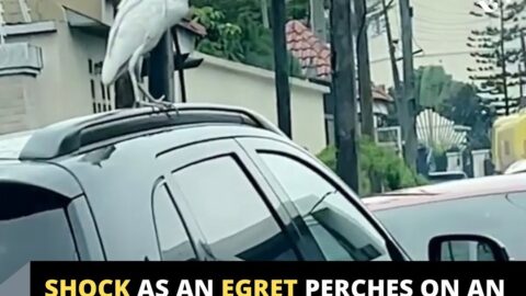 Shock as an egret perches on an SUV from Lekki to Ikoyi, Lagos