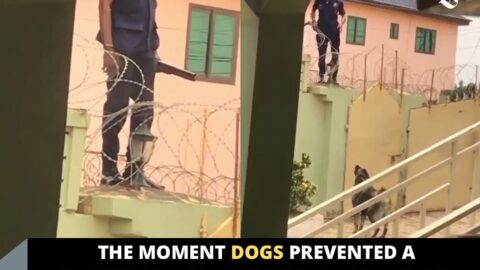 The moment dogs prevented a Ghanaian police officer from gaining access into a Nigerian’s house