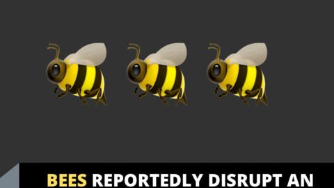 Bees reportedly disrupt an examination in OSPOLY, Iree