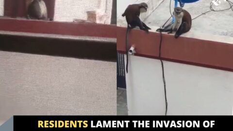 Residents lament the invasion of famished monkeys into their homes in Lekki, Lagos