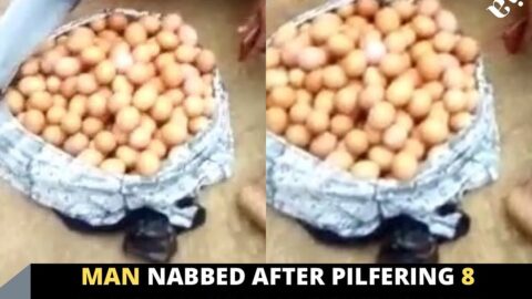 Man nabbed after pilfering 8 crates of eggs from his boss’s farm
