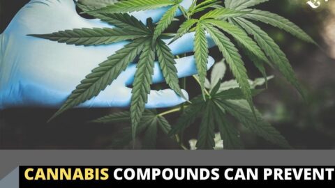 Cannabis compounds can prevent Covid-19 infection — U.S Researcher